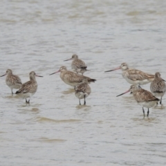 Limosa lapponica (Bar-tailed Godwit) at Noosa Heads, QLD - 30 Dec 2019 by Liam.m