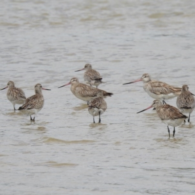 Limosa lapponica (Bar-tailed Godwit) at Noosa Heads, QLD - 30 Dec 2019 by Liam.m