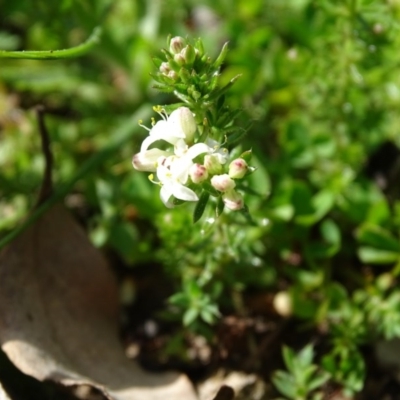 Asperula conferta (Common Woodruff) at O'Malley, ACT - 5 Sep 2020 by Mike
