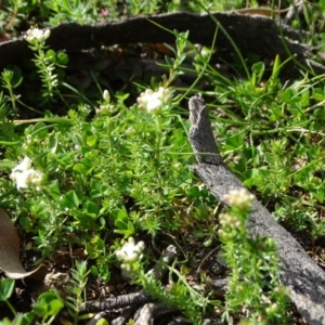 Asperula conferta at O'Malley, ACT - 5 Sep 2020 09:26 AM