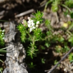 Asperula conferta at O'Malley, ACT - 5 Sep 2020 09:26 AM