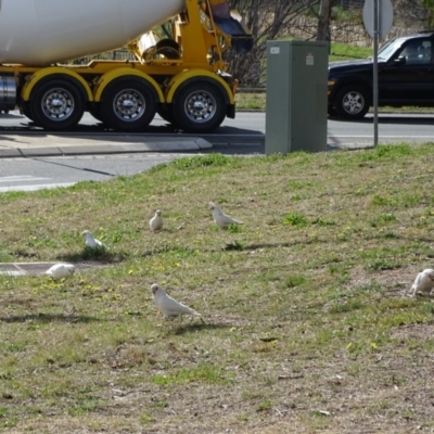 Cacatua sanguinea (Little Corella) at Mawson, ACT - 5 Sep 2020 by Mike