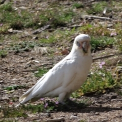 Cacatua sanguinea at Mawson, ACT - 5 Sep 2020