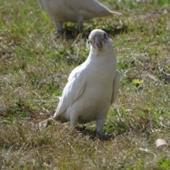 Cacatua sanguinea at Mawson, ACT - 5 Sep 2020 09:49 AM