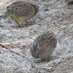 Turnix varius (Painted Buttonquail) at Noosa Heads, QLD - 28 Jan 2020 by Liam.m