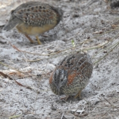 Turnix varius (Painted Buttonquail) at Noosa National Park - 27 Jan 2020 by Liam.m