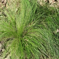 Poa (genus) (A Snow Grass) at Paddys River, ACT - 5 Sep 2020 by Mike