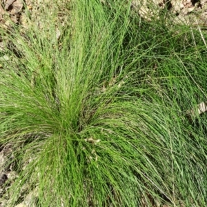 Poa sp. at Paddys River, ACT - 5 Sep 2020