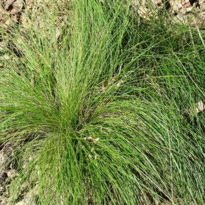 Poa (genus) (A Snow Grass) at Paddys River, ACT - 5 Sep 2020 by Mike