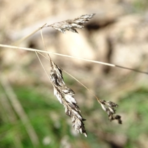 Poa sp. at Paddys River, ACT - 5 Sep 2020