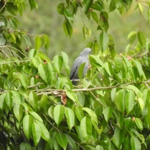 Coracina lineata at Lake MacDonald, QLD - 27 Dec 2019