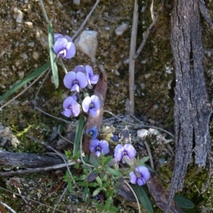 Hovea heterophylla at Paddys River, ACT - 5 Sep 2020