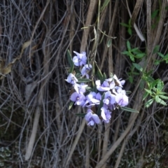Hovea heterophylla at Paddys River, ACT - 5 Sep 2020