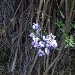 Hovea heterophylla at Paddys River, ACT - 5 Sep 2020 12:47 PM