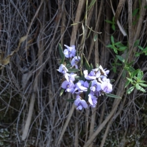 Hovea heterophylla at Paddys River, ACT - 5 Sep 2020