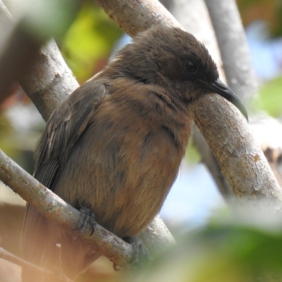 Myzomela obscura (Dusky Honeyeater) at Tinbeerwah, QLD - 3 Dec 2019 by Liam.m