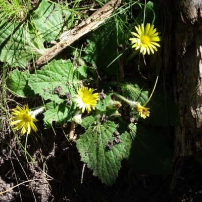 Cymbonotus sp. (preissianus or lawsonianus) (Bears Ears) at Tidbinbilla Nature Reserve - 5 Sep 2020 by Mike