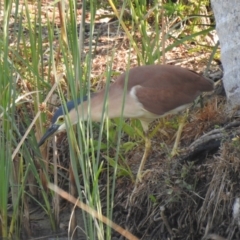 Nycticorax caledonicus (Nankeen Night-Heron) at Tinbeerwah, QLD - 12 Dec 2019 by Liam.m