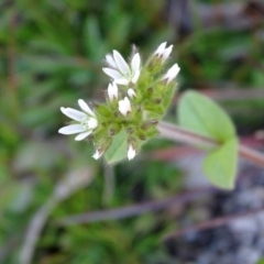 Cerastium glomeratum (Sticky Mouse-ear Chickweed) at Tidbinbilla Nature Reserve - 5 Sep 2020 by Mike