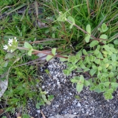 Cerastium glomeratum at Paddys River, ACT - 5 Sep 2020