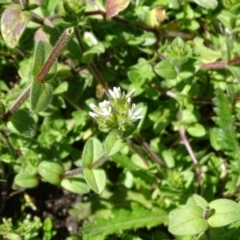 Cerastium glomeratum at Paddys River, ACT - 5 Sep 2020