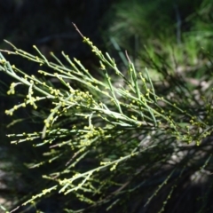 Exocarpos strictus (Dwarf Cherry) at Paddys River, ACT - 5 Sep 2020 by Mike