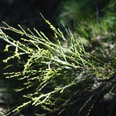 Exocarpos strictus (Dwarf Cherry) at Tidbinbilla Nature Reserve - 5 Sep 2020 by Mike