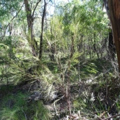 Exocarpos strictus at Paddys River, ACT - 5 Sep 2020