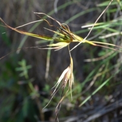 Themeda triandra (Kangaroo Grass) at Paddys River, ACT - 5 Sep 2020 by Mike