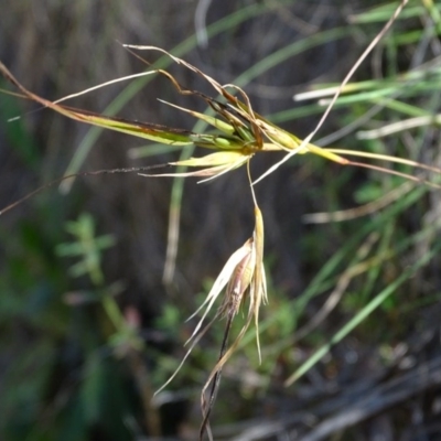 Themeda triandra (Kangaroo Grass) at Tidbinbilla Nature Reserve - 5 Sep 2020 by Mike