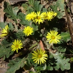 Cymbonotus sp. (preissianus or lawsonianus) (Bears Ears) at Tidbinbilla Nature Reserve - 5 Sep 2020 by Mike