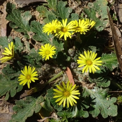 Cymbonotus sp. (preissianus or lawsonianus) (Bears Ears) at Paddys River, ACT - 5 Sep 2020 by Mike