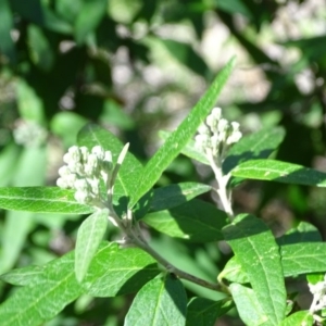 Olearia lirata at Paddys River, ACT - 5 Sep 2020 12:55 PM