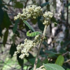 Pomaderris aspera (Hazel Pomaderris) at Tidbinbilla Nature Reserve - 5 Sep 2020 by Mike