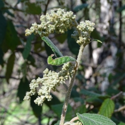 Pomaderris aspera (Hazel Pomaderris) at Paddys River, ACT - 5 Sep 2020 by Mike