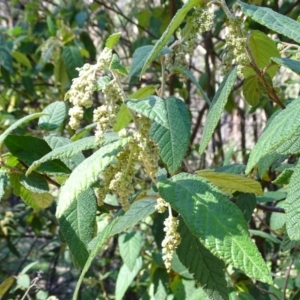 Pomaderris aspera at Paddys River, ACT - 5 Sep 2020 12:57 PM