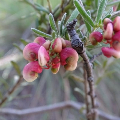 Grevillea lanigera (Woolly Grevillea) at Tidbinbilla Nature Reserve - 5 Sep 2020 by Mike