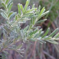 Grevillea lanigera at Paddys River, ACT - 5 Sep 2020 12:58 PM