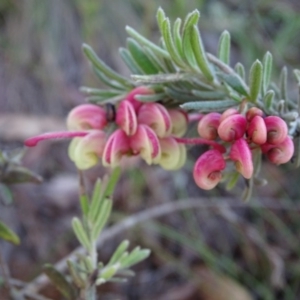 Grevillea lanigera at Paddys River, ACT - 5 Sep 2020 12:58 PM