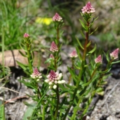 Stackhousia monogyna (Creamy Candles) at Paddys River, ACT - 5 Sep 2020 by Mike