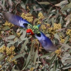 Platycercus eximius (Eastern Rosella) at Wodonga, VIC - 5 Sep 2020 by KylieWaldon