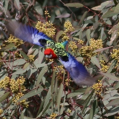 Platycercus eximius (Eastern Rosella) at Wodonga - 5 Sep 2020 by Kyliegw