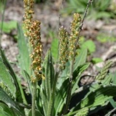 Plantago sp. (Plantain) at Paddys River, ACT - 5 Sep 2020 by Mike