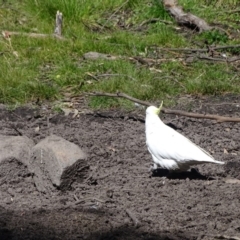 Cacatua galerita (Sulphur-crested Cockatoo) at Tidbinbilla Nature Reserve - 5 Sep 2020 by Mike