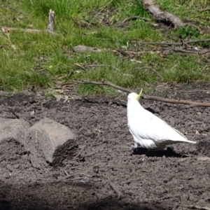 Cacatua galerita at Paddys River, ACT - 5 Sep 2020