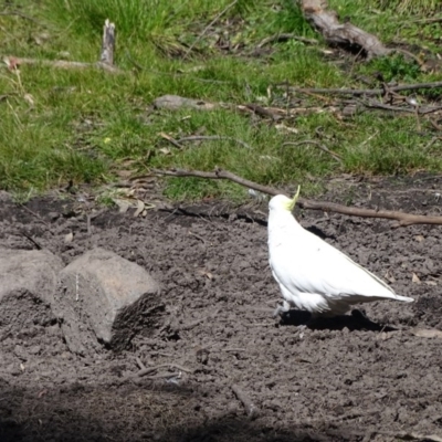 Cacatua galerita (Sulphur-crested Cockatoo) at Paddys River, ACT - 5 Sep 2020 by Mike