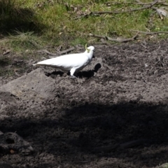 Cacatua galerita at Paddys River, ACT - 5 Sep 2020