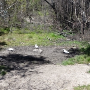 Cacatua galerita at Paddys River, ACT - 5 Sep 2020