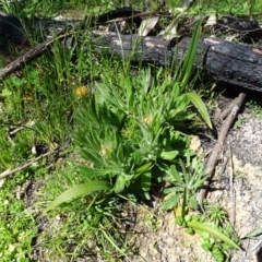 Coronidium scorpioides (Button Everlasting) at Tidbinbilla Nature Reserve - 5 Sep 2020 by Mike