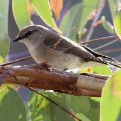 Microeca fascinans (Jacky Winter) at Wodonga - 5 Sep 2020 by Kyliegw